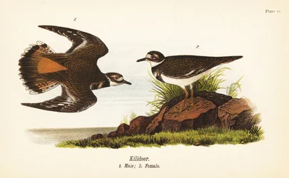 Killdeer, Male and Female