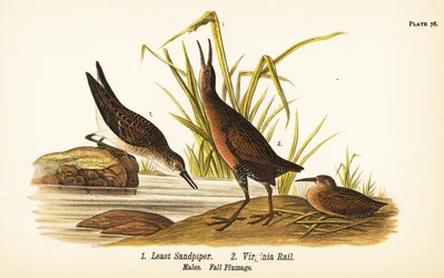 Least sandpiper, Calidris minutilla and Virginia rail, Rallus limicola