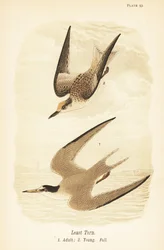 Least Tern, Adult and Young