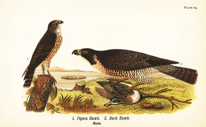 Merlin and peregrine falcon with duck
