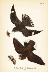 Night-hawk and Eastern Whip-poor-will, Males