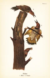 Northern Flicker