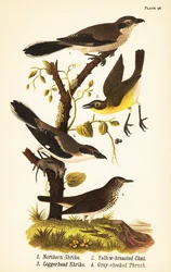 Northern shrike, Lanius borealis, yellow-breasted chat, Icteria virens, loggerhead shrike, Lanius ludovicianus