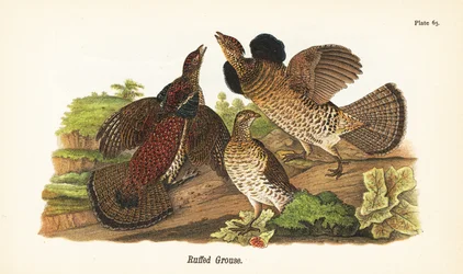 Ruffed Grouse