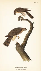 Sharp-shinned Hawk