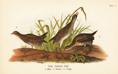 Sora or Common Rail, Male, Female, and Young