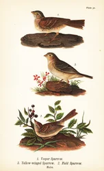 Vesper Sparrow, Grasshopper Sparrow, and Field Sparrow