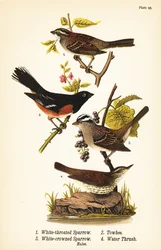 White-throated sparrow, eastern towhee, white-crowned sparrow, and northern waterthrush