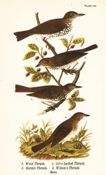 Wood thrush, Hylocichia mustelina, Swainson