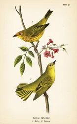 Yellow Warbler