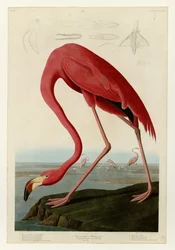 American Flamingo