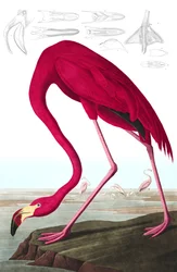 American Flamingo, Phoenicopterus Ruber, from 