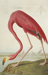 American Flamingo, from "The Birds of America"