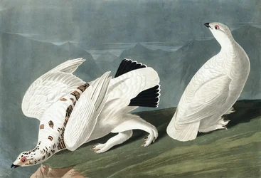 American Ptarmigan, Tetrao Mutus: White-Tailed Grouse, Tetrao Leucurus, from "The Birds of America" by John J. Audubon, pub. 1827-38