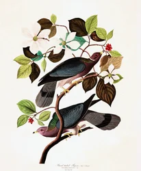 Band-Tailed Pigeon, Columba Fasciata, from "The Birds of America" by John J. Audubon, pub. 1827-38