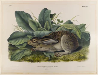 Black-tailed hare