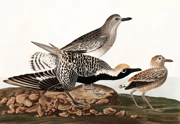 Black Bellied Plover, Charadrius Helveticus, from 