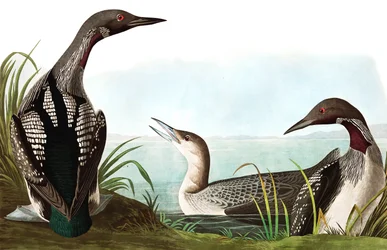 Black Throated Diver, Colymbus Arcticus (from 