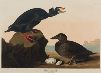 Black or Surf Duck, 1836