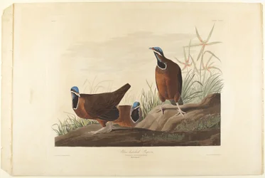 Blue-head Pigeon