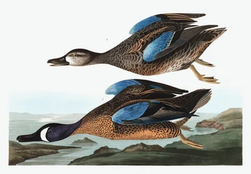 Blue Winged Teal, Anas Discors, from The Birds of America