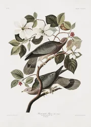Band-tailed Pigeon From Birds of America (1827)