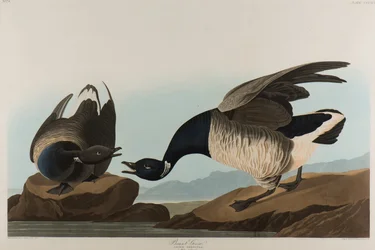 Brant Goose, 1837