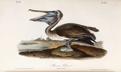 Brown Pelican