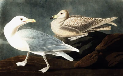 Burgomaster Gull, Larus Glaucus, from 