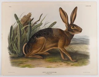 California hare, 1847