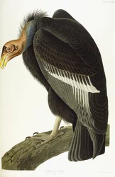 Californian Vulture, Old Male