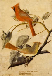 Cardinal Grosbeak