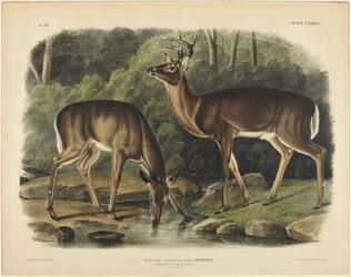 Cervus virginianus, Pennant
