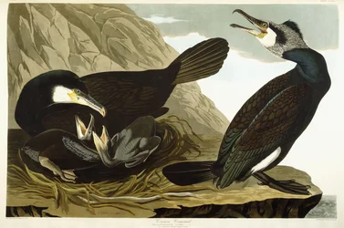 Common Cormorant