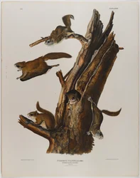 Common Flying Squirrel