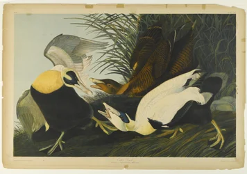 Eider Duck