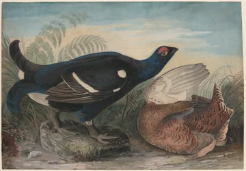 English Black Cocks
