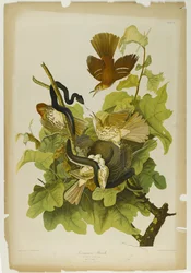 Ferruginous Thrush