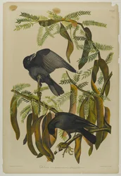 Fish Crow