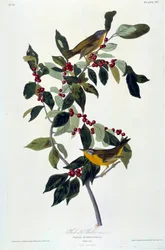 Flowers and Birds. Silk Painting by John James Audubon. 1826-1830. Paris, B.N.