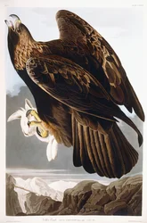 Golden Eagle, 1833