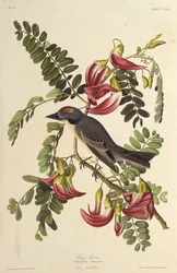 Gray Tyrant. From The Birds of America, 1827-1838