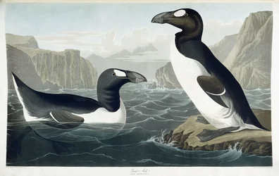 Great Auk