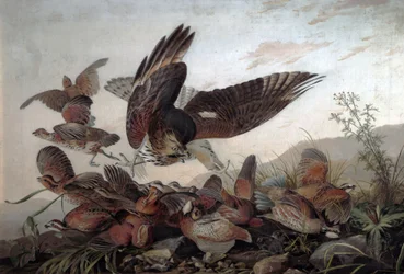 Hawks Attacking Partridges