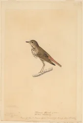 Hermit Thrush