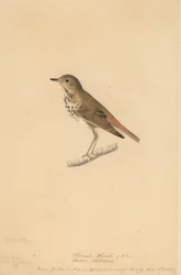 Hermit Thrush, 1820
