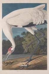 Whooping Crane