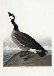 Hutchins