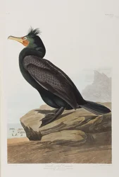 Illustration from 