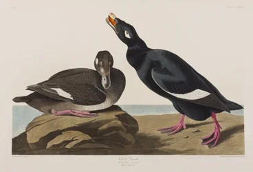 Illustration from 